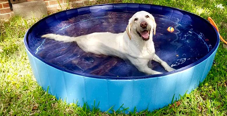 Piscina Plegable Para Mascota